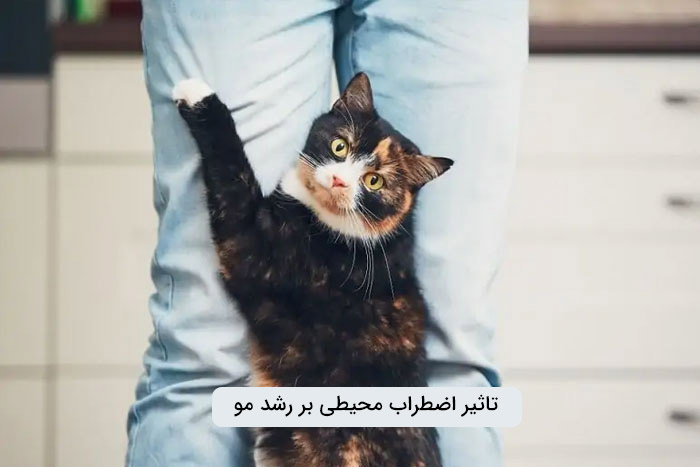 تاثیر استرس بر سرعت ریزش مو گربه ها