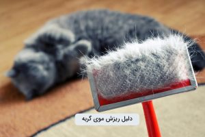 دلایل ریزش مو در گربه ها