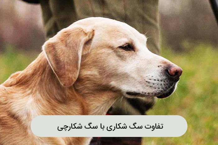 تفاوت سگ شکاری