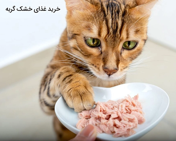 خرید غذای خشک گربه 