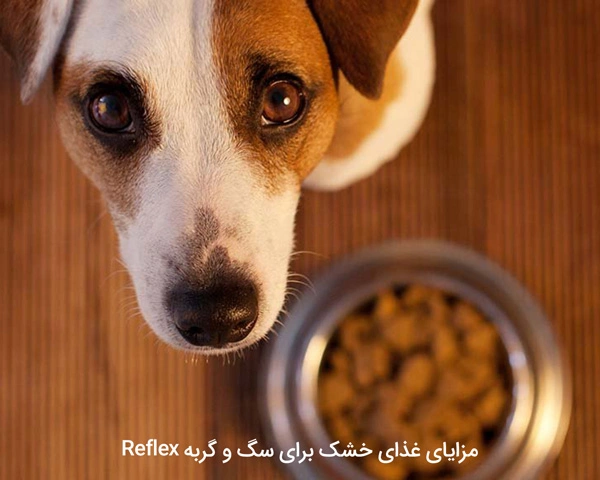 مزایای غذای خشک Reflex برای سگ و گربه